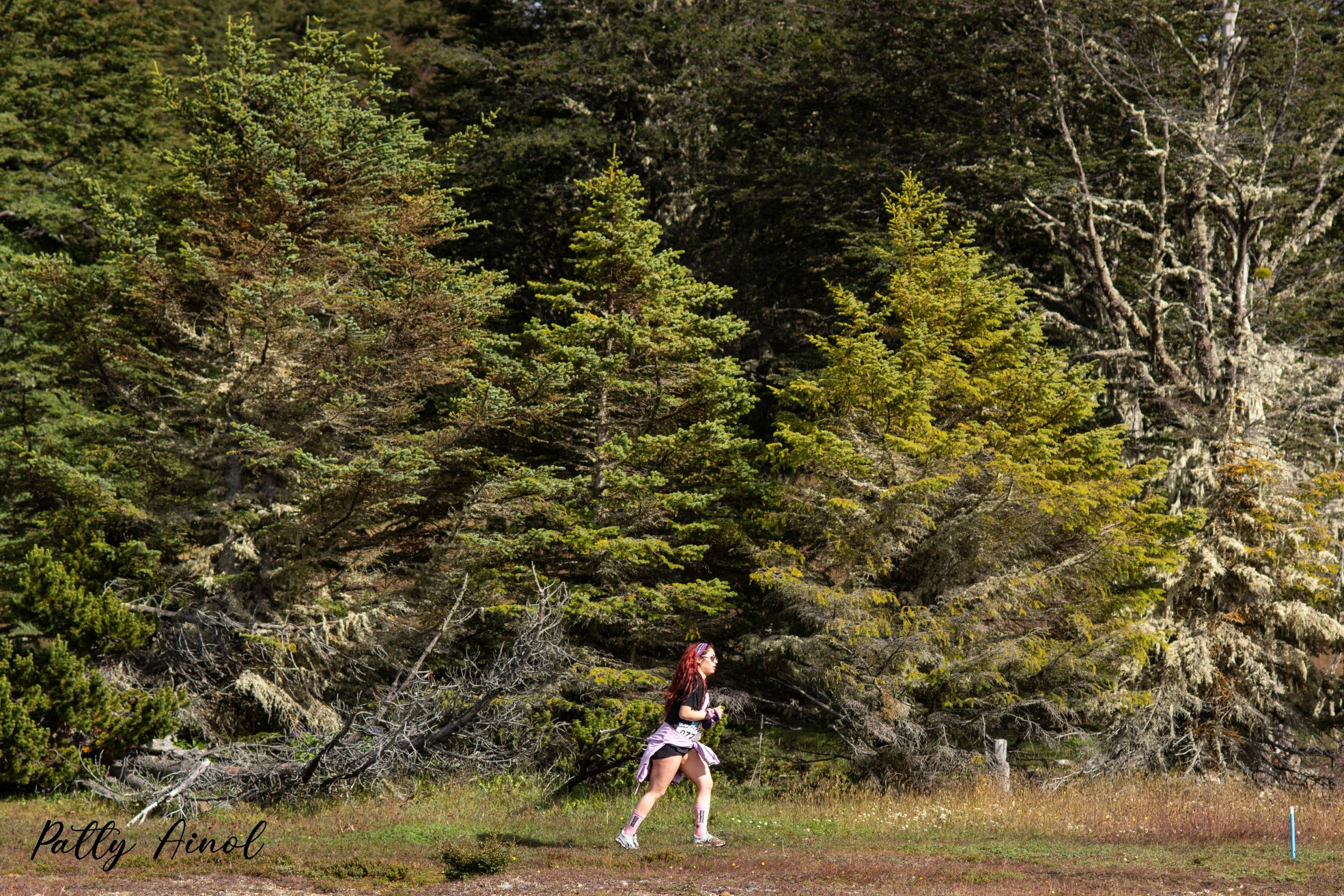 Bosque nativo patagónico